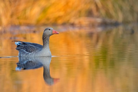 Greylag goose, Anser Anser, flight photo, lateral, Wagbachniederung, Baden-W¸rttemberg, Germany