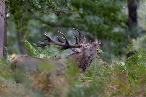 Red deer at the rutting 2025, London, Great Britain