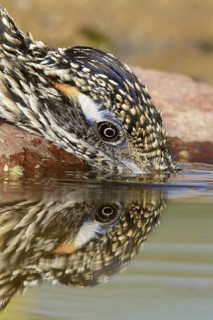 Greater Roadrunner (Geococcyx californianus), Texas, USA