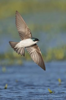 Tree Swallow (Tachycineta bicolor) flying over a marsh in Victoria, BC, Canada