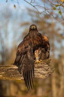 One golden eagle (Aquila chrysaetos) sitting on a broken and rotting log with fall foliage in the