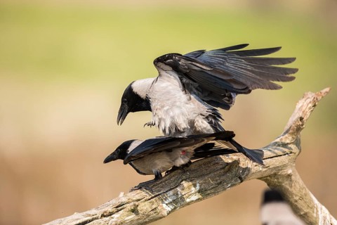 Hooded Crow (Corvus cornix) pair mating, Romania