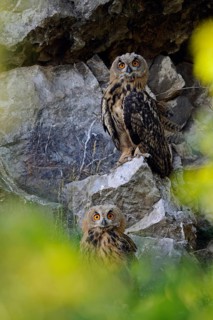 Eurasian Eagle-Owl (Bubo bubo) juveniles, North Rhine-Westphalia, Germany