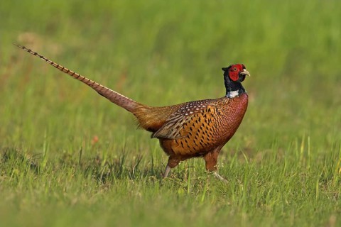 Pheasant (Phasianus colchicus), Faisan de Colchide, Faisan de chasse, Faisán Vulgar, Bad Dürkheim