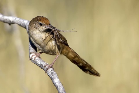 Spinifexbird (Megalurus carteri) with insect prey, Western Australia, Australia