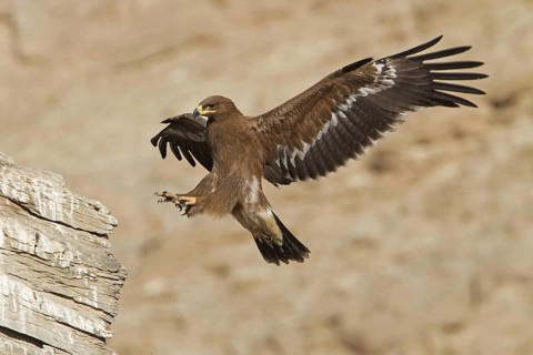 Steppe Eagle (Aquila nipalensis), Oman