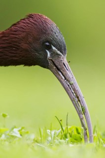 Glossy Ibis (Plegadis falcinellus), Asturias, Spain