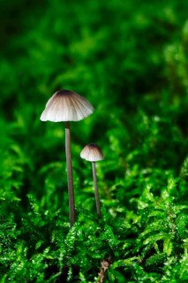 Helminths in autumn forest, Saxony, Germany