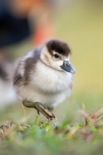 Egyptian goose (Alopochen aegyptiaca) cute chick on a meadow at the shore of a lake, Bavaria,
