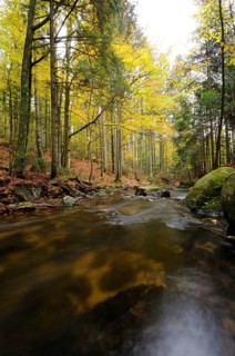 An autumnal stream flows through the forest, surrounded by yellow leaves and tranquil nature,