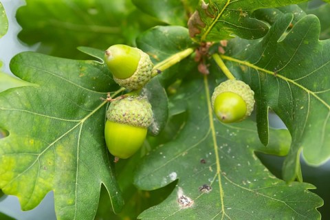 English oak tree (Quercus robur) acorn nuts in summer, Suffolk, England, United Kingdom