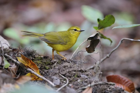 Flavescent Warbler (Myiothlypis flaveola), Pantanal, Brazil