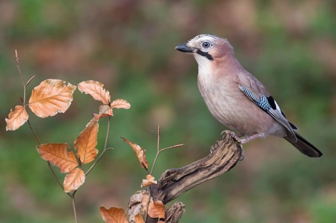 Eurasian Jay (Garrulus glandarius), Lower Saxony, Germany