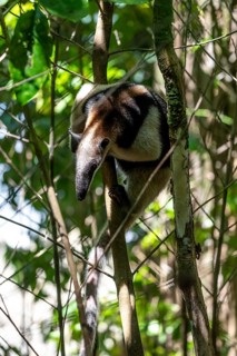 Northern tamandua (Tamandua mexicana), climbing a tree in the rainforest, Corcovado National Park,