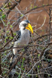 Southern yellow-billed hornbill (Tockus leucomelas), Rift Valley, Kenya