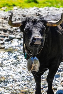 Young bull with cowbell, alpine meadow near Grimentz, Val d'Anniviers, Valais Alps, Canton Valais,