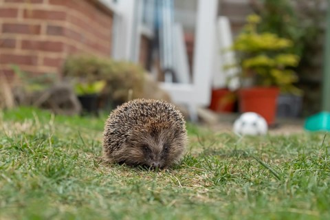 European hedgehog (Erinaceus europaeus) adult animal on a garden grass lawn in summer, England,