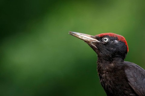 Black woodpecker (Dryocopus martius), male on forest, Castile and Leon, Spain