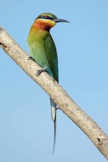 Blue-tailed Bee-eater (Merops philippinus), Penang, Malaysia