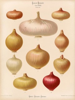 Vegetables, various onions, after Ernst Samuel Benary (10 November 1819, 19 February 1893), Hessian