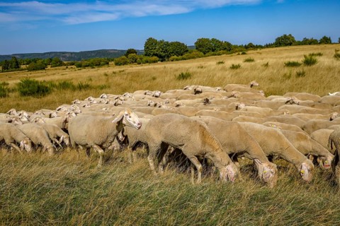 Schleiden, North Rhine-Westphalia, Germany — Eifel National Park. Herds of sheep on the Dreiborn