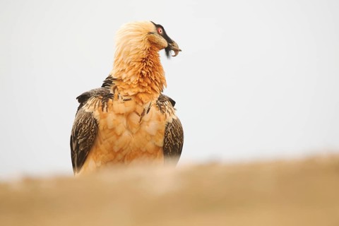 The majestic bearded vulture in the Pyrenees with striking adult plumage, showcasing its iconic