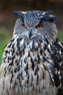 Eurasian Eagle-owl (Bubo bubo), Germany