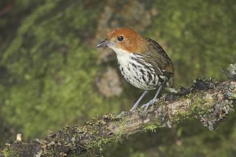 Chestnut-crowned Antpitta (Grallaria ruficapilla), Ecuador