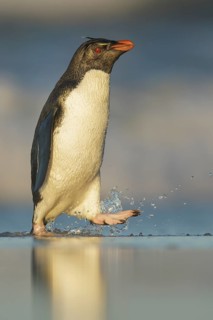 Rockhopper Penguin (Eudyptes chrysocome) emerging from the ocean in the Falkland Islands