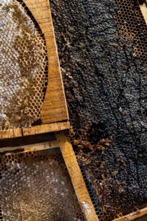 Close up image of a honeycomb filled with natural golden honey, showcasing the intricate hexagonal