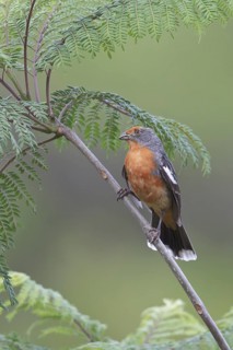 White-tipped Plantcutter (Phytotoma rutila) perched on a branch in Bolivia, South America