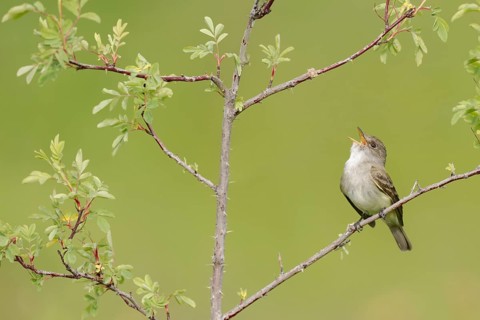 Willow Flycatcher (Empidonax traillii) singing, perched on a branch, British Columbia, Canada