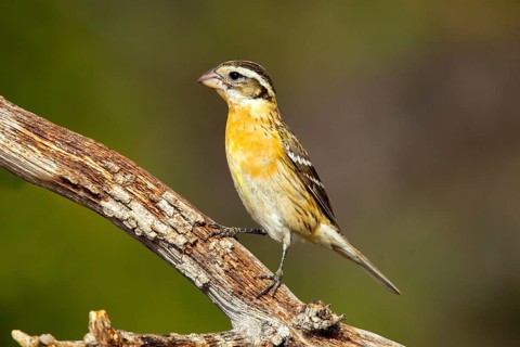 Black-headed Grosbeak Pheucticus melanocephalus Madera Canyon, Santa Cruz County, Arizona, United