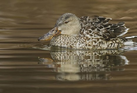 Northern Shoveler (Spatula clypeata) female, Arizona, USA