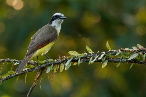 Great Kiskadee (Pitangus sulphuratus) perched on a branch, Costa Rica