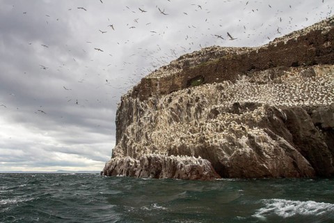 Northern Gannet (Morus bassanus), Bass Rock, Scotland, United Kingdom