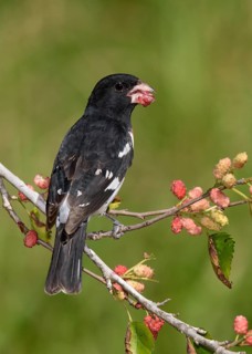 Rose-breasted Grosbeak (Pheucticus ludovicianus) male feeding on red berries, Texas, USA