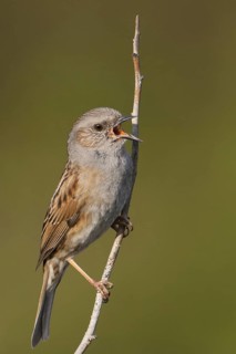 Dunnock (Prunella modularis) singing, Baden-Wuerttemberg, Germany
