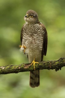 Eurasian Sparrowhawk (Accipiter nisus), Utrecht, Netherlands