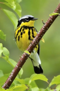 Magnolia Warbler (Setophaga magnolia), Alberta, Canada