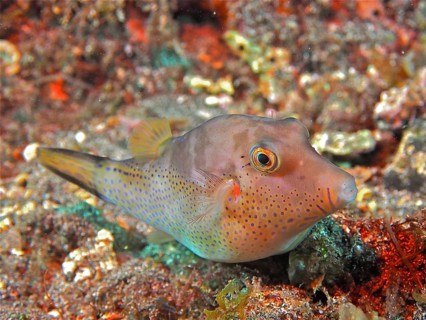 Caribbean pointed pufferfish (Canthigaster rostrata)