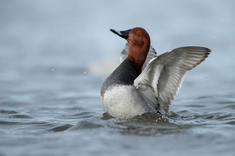 Common pochard (Aythya ferina) duck adult male bird stretching its wings on a lake in winter,