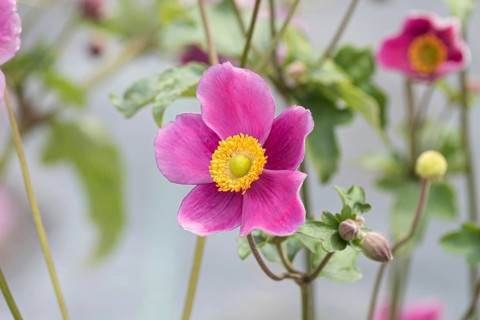Autumn anemone (Anemone hupehensis 'Splendens')