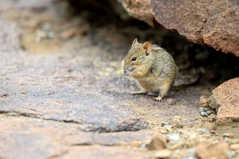 Typical striped grass mouse (Lemniscomys striatus), adult, alert, feeding, Mountain Zebra NP,