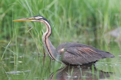 Purple Heron (Ardea purpurea) foraging, Serbia