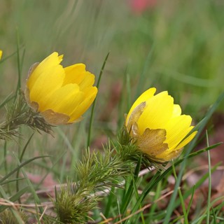 Spring adonis (Adonis vernalis), flowers in a meadow, early bloomer, spring, Wilnsdorf, North