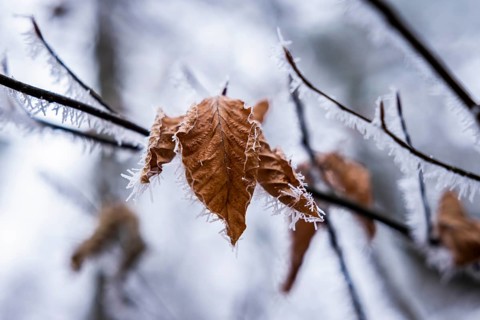 Dry maple leaf with ice crystals, Grunewald, Zehlendorf, Berlin, Germany