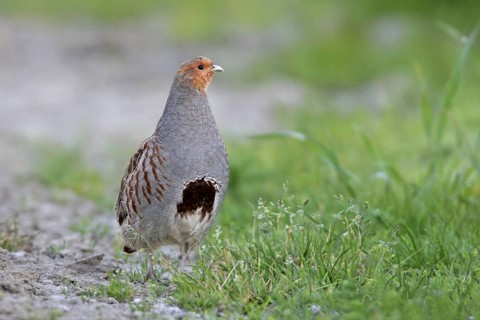 Grey Partridge (Perdix perdix) male, Rhineland-Palatinate, Germany