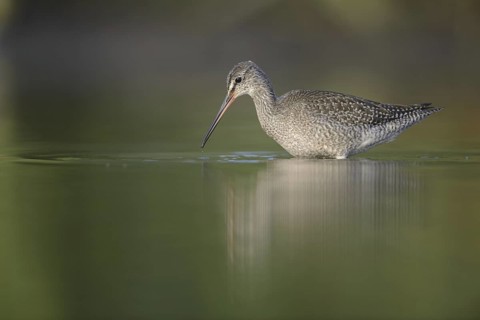 Spotted Redshank (Tringa erythropus), Thuringia, Germany