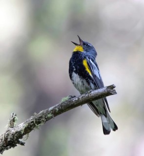 Yellow-rumped Warbler, (Audubon's Race) Setophaga coronata, sings on a branch in Cypress Hills